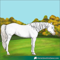 Horse Color:White Spotted Chocolate Palomino Pearl Blanket
