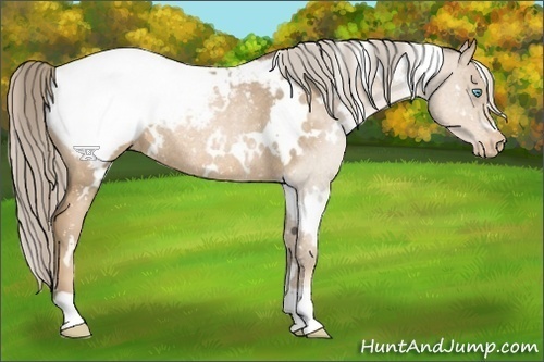 Horse Color:White Spotted Chocolate Palomino Pearl Appaloosa Rabicano 