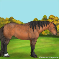 Horse Color:Bay 