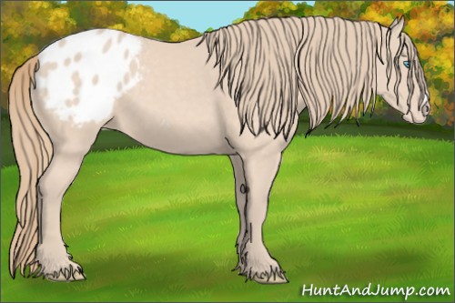 Horse Color:Perlino Appaloosa 