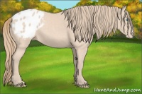 Horse Color:Perlino Appaloosa 