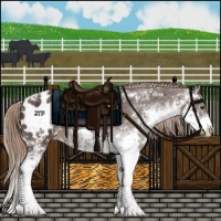 Horse Color:Liver Chestnut Sabino Appaloosa