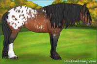 Horse Color:Bay Appaloosa 