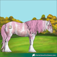 Horse Color:Watercolor Brown Sabino Rabicano 