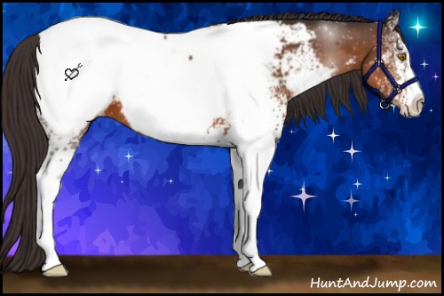 Horse Color:White Spotted Buckskin Sabino Appaloosa 