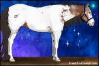Horse Color:White Spotted Buckskin Sabino Near Fewspot 