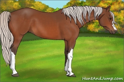 Horse Color:Silver Bay 