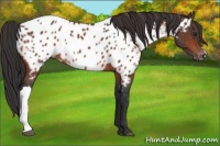 Horse Color:Brown Appaloosa 