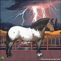 Horse Color:Brown Dun Snowcap 