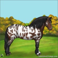 Horse Color:Brown Appaloosa 