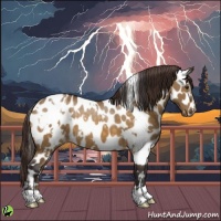 Horse Color:White Spotted Buckskin Dun Appaloosa 