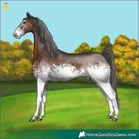 Horse Color:White Spotted Liver Chestnut Mushroom 
