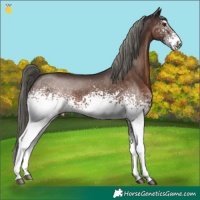 Horse Color:White Spotted Liver Chestnut Mushroom