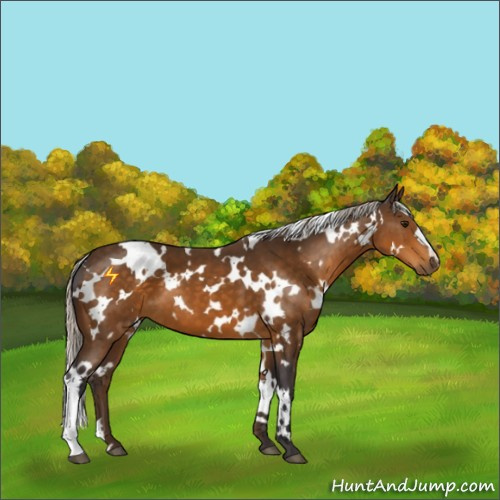 Horse Color:White Spotted Silver Buckskin 