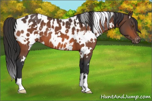 Horse Color:White Spotted Bay Blanket