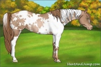 Horse Color:White Spotted Liver Chestnut Pearl Varnish Rabicano 