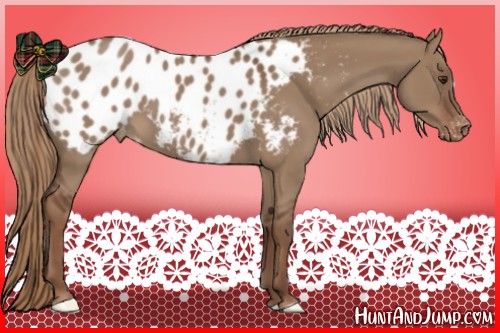 Horse Color:Liver Red Dun Appaloosa 