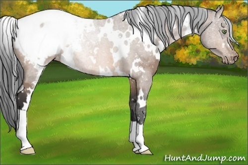 Horse Color:White Spotted Bay Appaloosa 