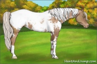 Horse Color:White Spotted Silver Brown Roan Pearl Appaloosa