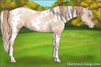 Horse Color:White Spotted Gold Champagne Pearl 