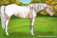 Horse Color:White Spotted Silver Buckskin Pearl Snowflake Varnish