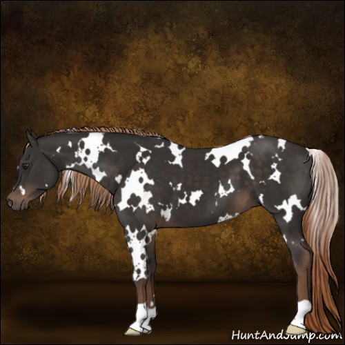 Horse Color:White Spotted Liver Chestnut 