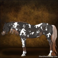 Horse Color:White Spotted Liver Chestnut