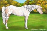 Horse Color:White Spotted Silver Bay Pearl Appaloosa 