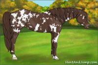 Horse Color:White Spotted Liver Chestnut Appaloosa