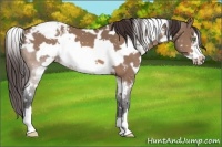 Horse Color:White Spotted Brown Dun Frame Snowflake Varnish