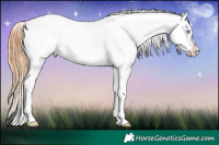 Horse Color:White Spotted Bay Roan Pearl Appaloosa 