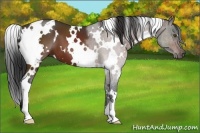 Horse Color:White Spotted Brown 
