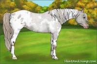 Horse Color:White Spotted Liver Chestnut Appaloosa