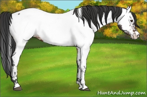 Horse Color:White Spotted Brown Near Fewspot 