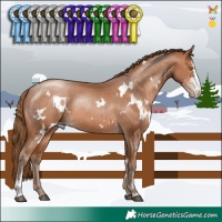Horse Color:White Spotted Brown Pearl Sabino
