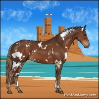 Horse Color:White Spotted Liver Chestnut 