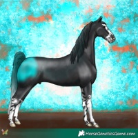 Horse Color:Black Splash