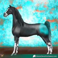 Horse Color:Black Splash