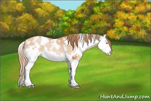 Horse Color:White Spotted Bay Pearl Splash