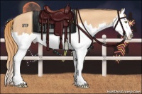 Horse Color:Gold Champagne Splash 