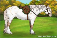 Horse Color:Silver Brown Pearl Dun Appaloosa