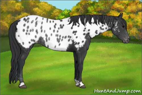 Horse Color:Black Appaloosa 