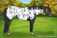 Horse Color:Black Appaloosa