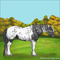 Horse Color:Black Tobiano Appaloosa 