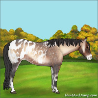Horse Color:Brown Roan Onyx Appaloosa