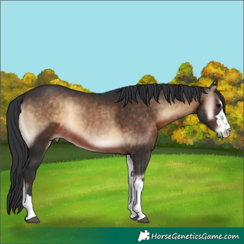 Horse Color:Brown Onyx 