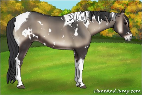 Horse Color:White Spotted Blue Onyx Tobiano 