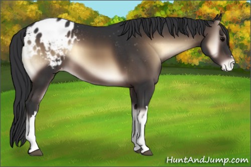 Horse Color:Brown Onyx Appaloosa 