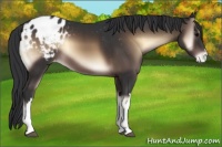 Horse Color:Brown Onyx Appaloosa 