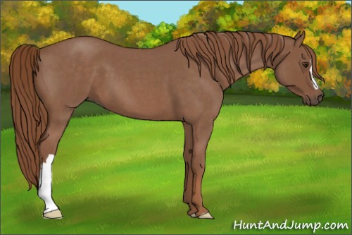 Horse Color:Red Roan 